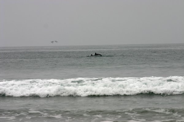 Dolphins Playing